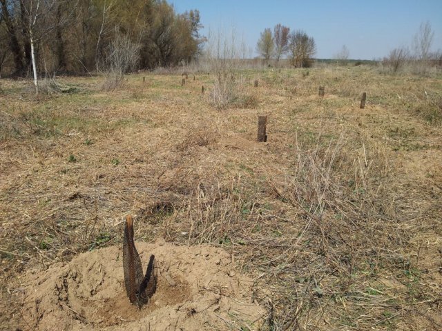 23 hidrosiembras plantaciones